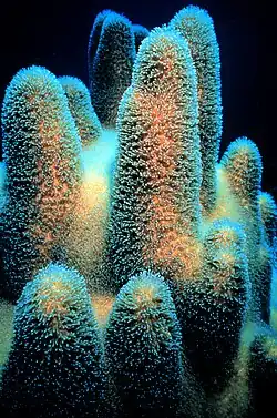 A Coral