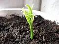 Seedling of a pine tree
