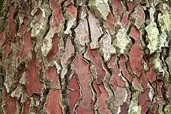 Bark