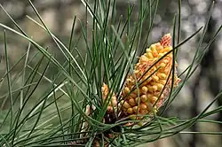 Male cone