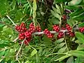 the fruit