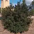 the tree