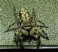 Small: Platycryptus undatus8–13&nbsp;mm