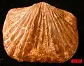 Platystrophia ponderosa, Maysvillian (Upper Ordovician) near Madison, Indiana. Scale bar is 5.0&nbsp;mm.