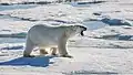 A polar bear after hunting