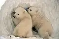 Polar bear cubs