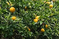 A fruiting tree of oranges