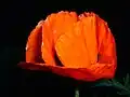 Close-up of an Oriental poppy (Papaver orientale).