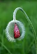 A poppy bud opening.