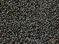 Papaver somniferum seeds.