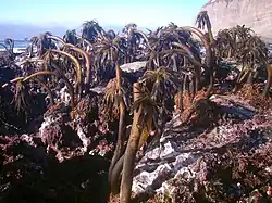 Photo of speckled rocks, and various irregularly-shaped animals