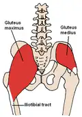 The gluteus maximus and medius