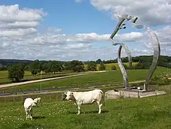Cows outside the Maison du Charolais, Charolles.