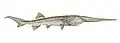 Restoration of the Chinese paddlefish