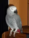 Parrot