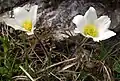 Alpine pasque-flower(Pulsatilla alpina)