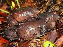 Nasikabatrachus sahyadrensis