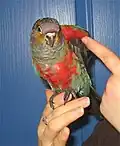 Crimson-bellied parakeet(Pyrrhura perlata)