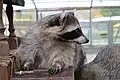 Raccoon