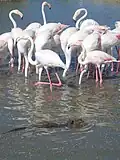 Coypu (or nutria) in the forgeground, flamingos in the back