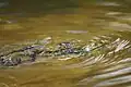 A swimming frog