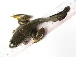 A juvenile frog sitting on a ruler, viewed from the top. It reaches seven centimeters from its mouth to the base of its tail, with the tail extending a further seven centimetres.