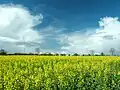 Rapeseed field in Germany (Brassica napus)