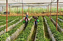 Strawberries in Vara Blanca