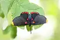 Red-bordered Pixie (Melanis pixe)