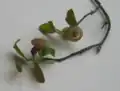 Blossoms