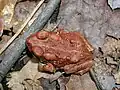 A young American toad