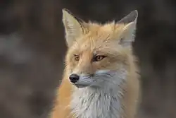 An American red fox's face.