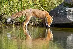 An European red fox drinking water.