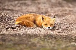 A Northern Alaskan fox lying down.