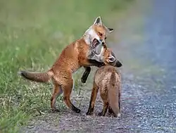 Two American red fox pups playing together.