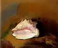 Coquille, 1912.