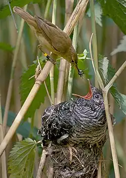 A reed warbler feeding a baby cuckoo