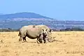 White rhinoceros (Sub-Saharan Africa)