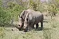 A pair of white rhinoceros