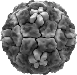 Isosurface of a human rhinovirus, showing protein spikes