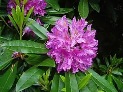 Provincial flower of Nagaland