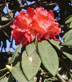 Provincial tree of Uttarakhand