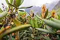 Rhododendron caucasicum