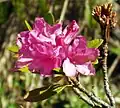 Rusty-leaved alpenrose(Rhododendron ferrugineum)