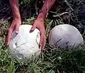 Giant Puffball Calvatia gigantea