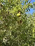 Unripe fruits