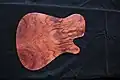 Guitar part, walnut