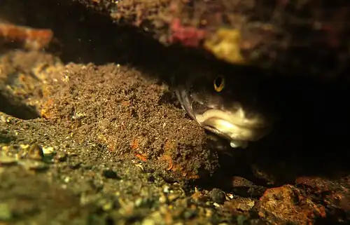 Rock ling beneath Edithburgh jetty