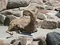 Rocky Mountain Big Horn Sheep at the zoo