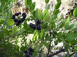 Leaves and mature fruits of redoul